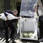 Boston Animal Control Anthony Fabiano carried Romeo to it's mobile nest for the swan's return to the Boston Public Garden, after wintering at the Franklin Park Zoo.