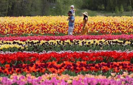 People walked through the tulips at Wicked Tulips Flower Farm in Johnston, R.I., on Wednesday.
