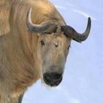 Har-Lee the takin escaped from its enclosure at Roger Williams Park Zoo on Tuesday morning.
