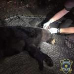 With help from the Newton Police Department, the bear was successfully immobilized by the Mass. Environmental Police.
