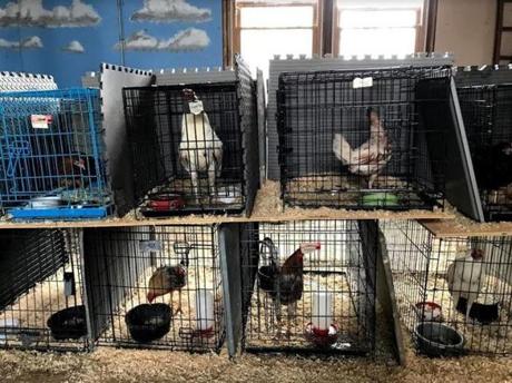 Nearly 400 birds were found in an illegal Northampton cockfighting pit last week. Most of them will have to be euthanized. 
