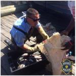 Police discover a group of fishers reeled in fish hundreds of pounds over the legal limit. 