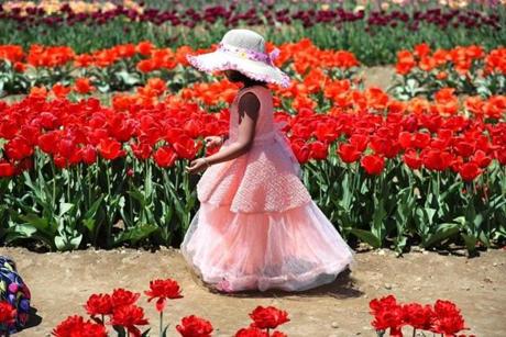 Vonshika Adapa, 5, of Shrewsbury, got all dressed up to walk through tjhe Wicked Tulips Flower Farm in Johnston, R.I. More than 600,000 tulip bulbs were planted there last October.
