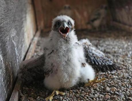 Inside the clock tower of the Marriott Custom House, a peregrine falcon chick waits to be inspected and banded.
