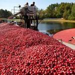 Cranberries in Massachusetts have been struggling, and the potential tariffs were only adding to concerns.