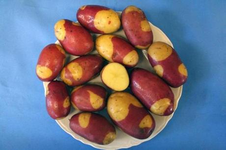 The University of Maine last month announced the release of the Pinto Gold, a new variety of gourmet potato developed by the school's potato breeding program.
