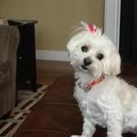 Katie, an 11-year-old Maltese, was snatched from a Shrewsbury backyard by a coyote this week. 