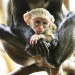 Boston, MA - 6/20/18 - A new, yet-to-be-sexed-and-named, De Brazza's (cq) monkey cuddles with first-time mom, Kiazi (cq). Born June 7, this is the first De Brazza's born at the Franklin Park Zoo (cq). First-time father is Kipawa (cq) (not shown). Photo by Pat Greenhouse/Globe Staff Topic: 21monkey Reporter: Laney Ruckstuhl