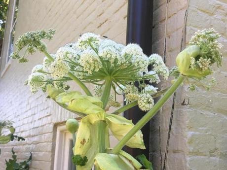 The toxic plant giant hogweed was first spotted in Virginia last week. It still exists in 14 Massachusetts towns and cities. 
