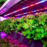 FreshBox Farms grows its leafy greens vertically in a hydroponic system indoors. The company says it does not use pesticides or herbicides.
