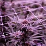Marijuana plants grow under the glow of purple lights inside a flowering room at Revolutionary Clinics marijuana cultivation facility.
