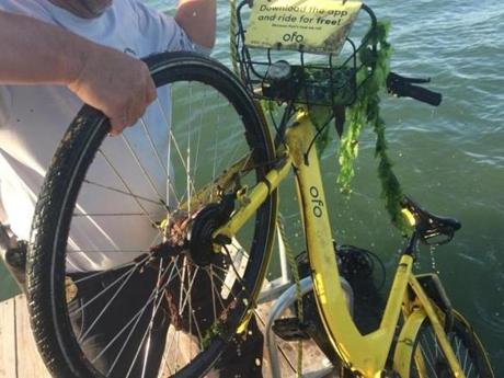 Quincy police pulled two ofo bikes from the water at Houghs Neck Maritime Center last month. Quincy Mayor Thomas P. Koch said the city will transition to Lime, an ofo rival.
