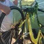 Quincy police pulled two ofo bikes from the water at Houghs Neck Maritime Center last month. Quincy Mayor Thomas P. Koch said the city will transition to Lime, an ofo rival.