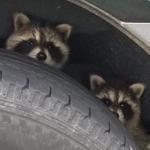 Two raccoons hiding behind a car tire. 