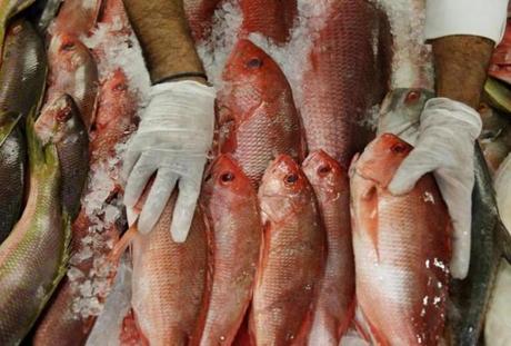 Joao Goncalves laid out red snapper in the seafood department at Vincente's Supermarket in Brockton.  
