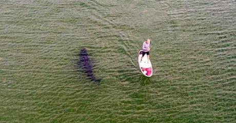 A photograph taken with a drone off the Nauset shoreline on Sunday captured the silhouette of a great white shark cruising by an unsuspecting paddleboarder.
