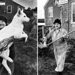 080518connections - Mildred Jewett, aka Madaket Millie, holds her white German shepherd, Snoopy, on Nantucket circa 1982. AND Mildred Jewett, aka Madaket Millie, on Nantucket (right) in an undated photo. (Stan Grossfeld/Globe Staff)