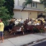 Scores of goats chewed on the flora and fauna in a residential area of Boise, Idaho. 