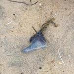 Two Portuguese man o? wars were reported to South Beach staff Thursday morning.