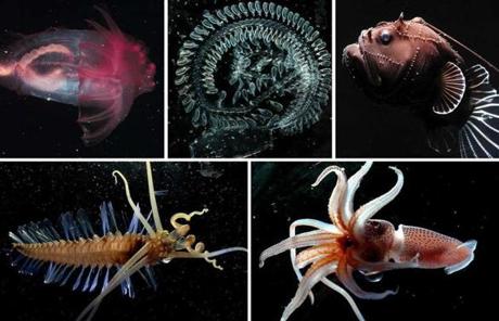 Left to right (top to bottom):  Enypniastes eximia, Doliolid Dolioletta gegenbauri, Anglerfish, Polychaetes and Squid Histioteuthis sp. 
