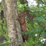 A baby bobcat was seen clinging to a tree trunk in Wilmington.