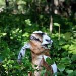 Four goats have been hired for a month-long stint to clear the 26-acre Dorchester Park of invasive species such as knotweed, bittersweet, cat briar, and poison ivy. 