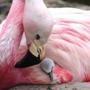 An Andean flamingo looked after a surrogate Chilean flamingo chick.