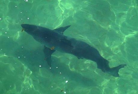 CAPE COD, MA - 8/16/2018: Sharks close off shore near Long Nook Beach in Truro where William Lytton was bit by a shark. () SECTION: METRO TOPIC 17sharkspic
