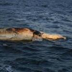 The North Atlantic right whale carcass in the waters at Martha?s Vineyard. 