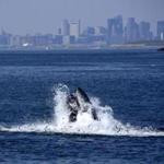 Humpback whales have been spotted several times in Boston Harbor since Sunday, likely following their food.
