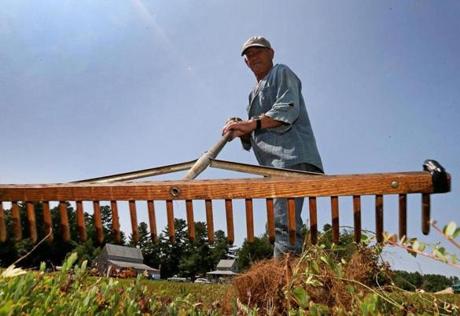 Norberto Lugo worked a bog with a cranberry rake at Flax Pond Farms in Carver. 
