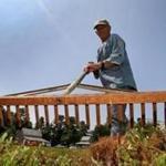 Norberto Lugo worked a bog with a cranberry rake at Flax Pond Farms in Carver. 