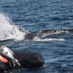 The whale was first seen tangled in the buoy line Saturday off Monomoy Island.