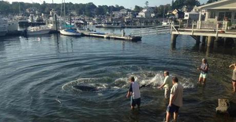 A group of pedestrians helped free a grounded minke whale in Gloucester Wednesday. 
