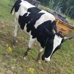 A pet cow was shot and killed Wednesday morning in rural Maine after police said the animal wandered from its owner?s property and scratched a parked SUV. 