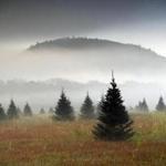 FILE- In this Sept. 27, 2017, file photo fog drifts through a Christmas tree farm near Starks Mountain in Fryeburg, Maine. Amazon plans to sell and ship fresh, full-size Christmas trees this year. They?ll go on sale in November and be sent within 10 days of being cut. Amazon says they should survive the shipping fine. (AP Photo/Robert F. Bukaty, File)