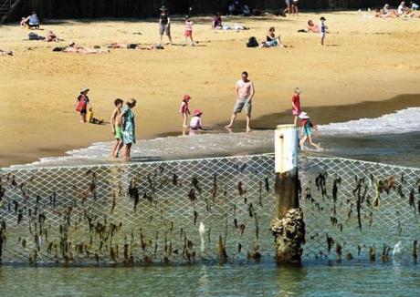 A shark net surrounded a swim area at Manly Cove in New South Wales, Australia. 
