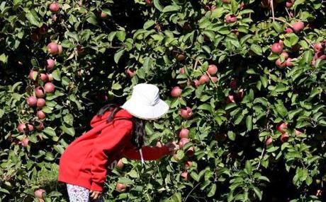 C.N. Smith Farm is among the Massachusetts orchards offering pick-your-own apples.

