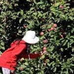 C.N. Smith Farm is among the Massachusetts orchards offering pick-your-own apples.