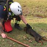 Members of the Southeastern Mass. Technical Rescue Team spent much of the week rescuing pets from flood waters in North Carolina. 