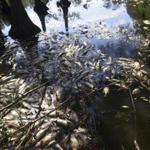 Dead fish lined the edges of Greenfield Lake in Wilmington N.C., on Sunday. The fish began dying following the landfall of Hurricane Florence but no official explanation has been given by North Carolina environmental officials.