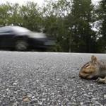 Brentwood, NH--9/13/2018-- A dead squirrel is seen on the side of Route 125 in Brentwood, NH. (Jessica Rinaldi/Globe Staff) Topic: 14squirrels Reporter: 