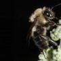 Bees took a break during the August 2017 eclipse, a new study reveals.