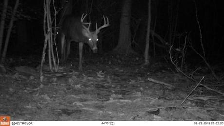 Clockwise from above: a large male white-tailed deer, a skunk, and a group of raccoons, all captured by camera traps in the woods near Merrimack College.
