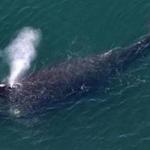 There were a record 17 right whale deaths and no recorded births last year, officials said.