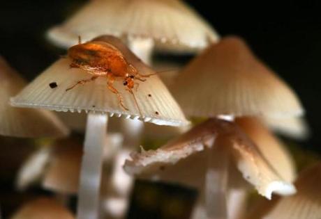 Boston, MA - 10/03/18 - A visitor rests on Mycena- small delicate mushrooms that can appear in profusion during wet periods. Mushrooms are proliferating in Olmsted Park in Jamaica Plain. Mushrooms were identified by David Babik and others of the Boston Mycological Club. (Lane Turner/Globe Staff) Reporter: (in caps, pun intended) Topic: ()

