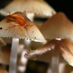 Boston, MA - 10/03/18 - A visitor rests on Mycena- small delicate mushrooms that can appear in profusion during wet periods. Mushrooms are proliferating in Olmsted Park in Jamaica Plain. Mushrooms were identified by David Babik and others of the Boston Mycological Club. (Lane Turner/Globe Staff) Reporter: (in caps, pun intended) Topic: ()
