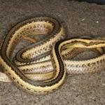 This newly discovered snake species was named in honor of environmental biologist Bob Thomas. He said the species is mildly venomous but not dangerous to people.