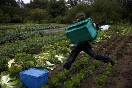 South Burlington, VT--10/2/2018-- Addison Weening jumps over a row of greens as she brings extra bins to harvest napa cabbage at UVM's farmer-training program. (Jessica Rinaldi/Globe Staff) Topic: 05farmers Reporter: 

