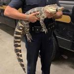 Police seized this 5-foot alligator from a hotel in Framingham during the Super Megafest Comic-Con.